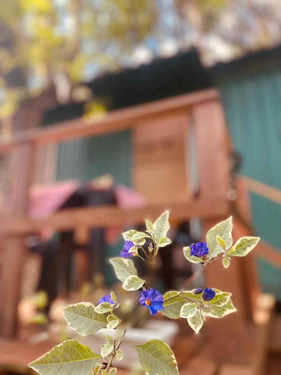 Container Com Deck E Vista I Climatizado E Aconchegante Em Curitiba Na Natureza Apartment *